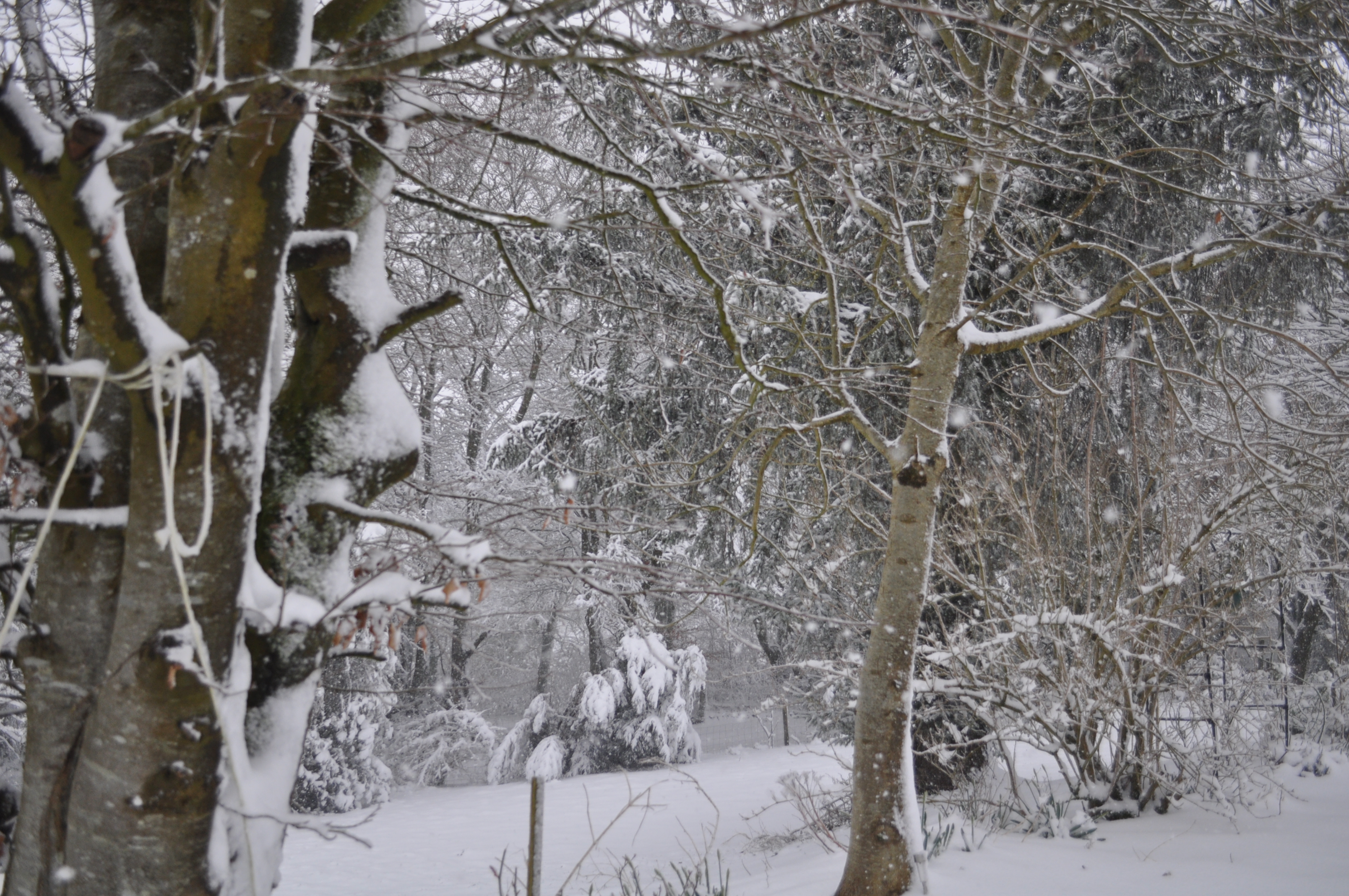 snow in somerset 2